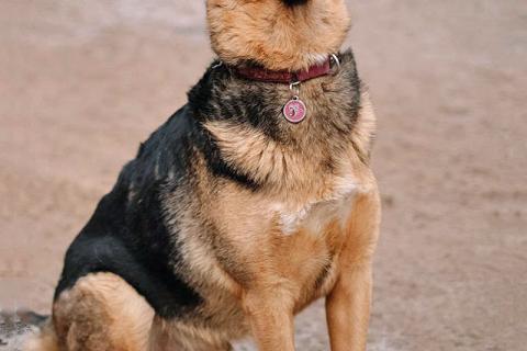В дар собаку. Кай, молодой домашний пес ищет дом. Фото2