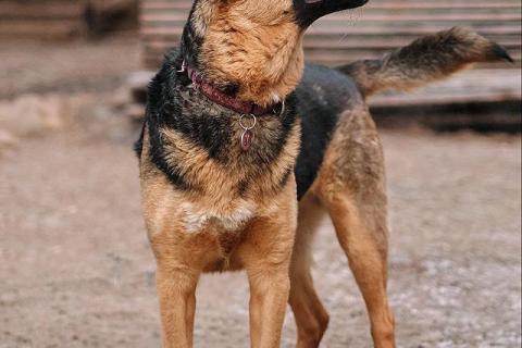 В дар собаку. Кай, молодой домашний пес ищет дом. Фото4