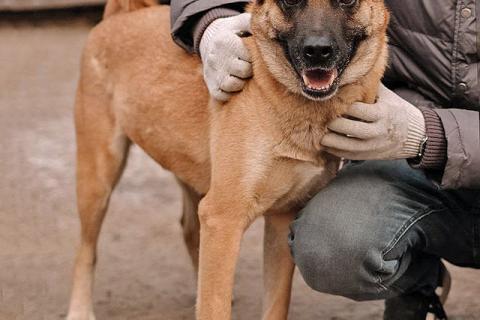 В дар собаку. Красивая домашняя собака Плюша ищет дом. Фото1