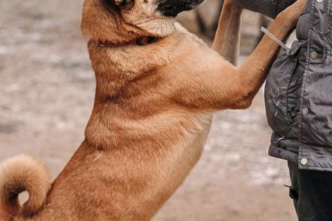 В дар собаку. Красивая домашняя собака Плюша ищет дом. Фото2