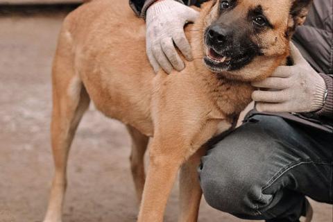 В дар собаку. Красивая домашняя собака Плюша ищет дом. Фото3