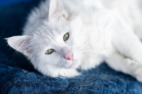 В дар кошку. Белоснежный красавец, домашний котик Ченя ищет дом. Фото2