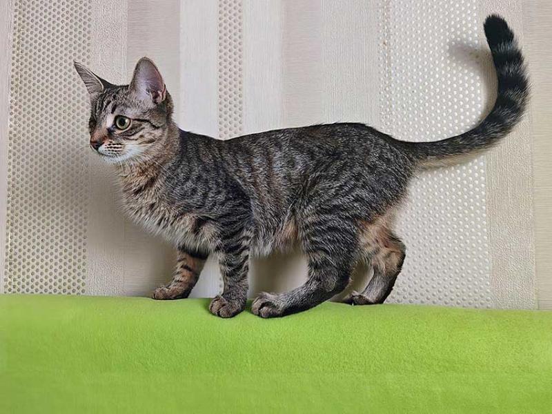 В дар кошку