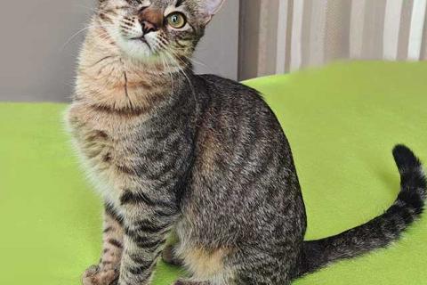 В дар кошку. Минитигренок Лора, ласковая кошечка-подросток ищет дом. Фото2