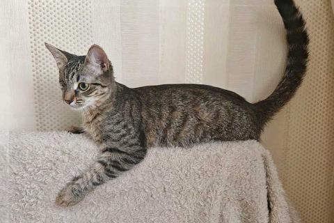 В дар кошку. Минитигренок Лора, ласковая кошечка-подросток ищет дом. Фото4