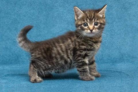 В дар кошку. Крохи-котята ищут дом и надёжных, заботливых хозяев. Фото2