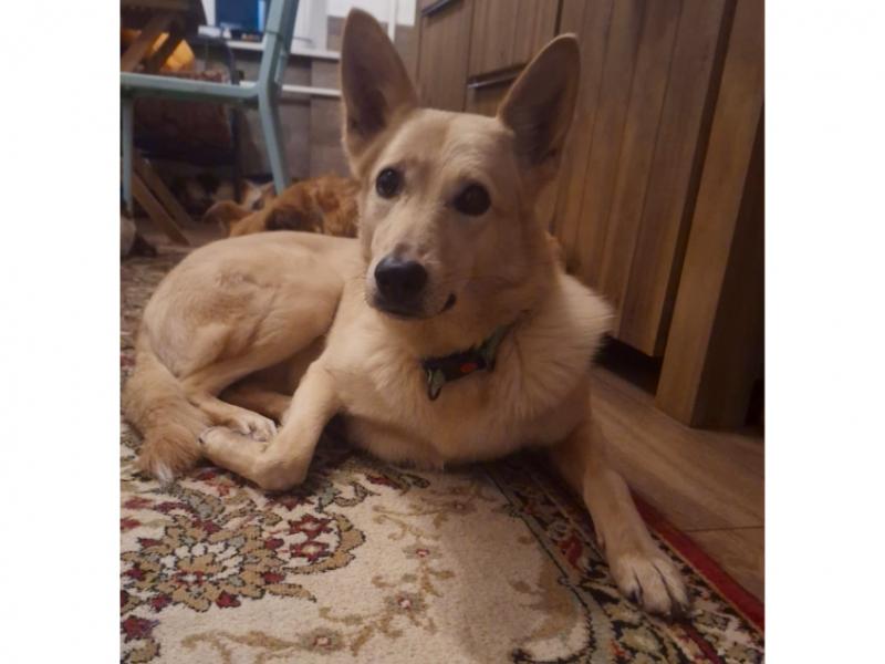 В дар собаку