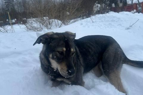 В дар собаку. Найда ищет своего человека ❤️. Фото1