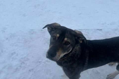 В дар собаку. Найда ищет своего человека ❤️. Фото2