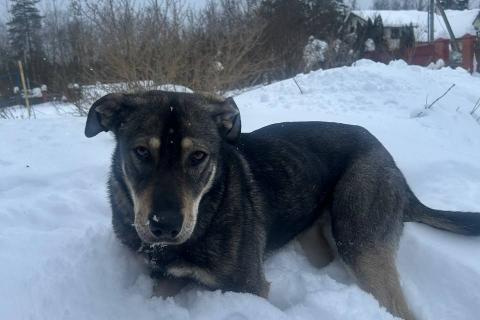 В дар собаку. Найда ищет своего человека ❤️. Фото3