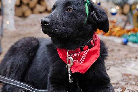 В дар собаку. Ищет дом очаровательный щенок-подросток Мишутка. Фото1