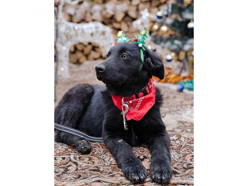 В дар собаку