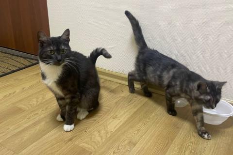 В дар кошку. Ласковые кошечки — мама и дочка ищут дом. Фото1