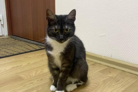 В дар кошку. Ласковые кошечки — мама и дочка ищут дом. Фото4