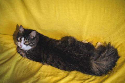 В дар кошку. Пушистый котик Камыш ищет хозяина. Фото1