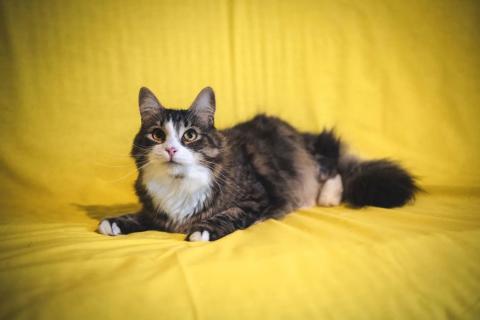 В дар кошку. Пушистый котик Камыш ищет хозяина. Фото4