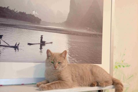 В дар кошку. Рыжий, вежливый и тактичный кот Стив в добрые руки. Фото3