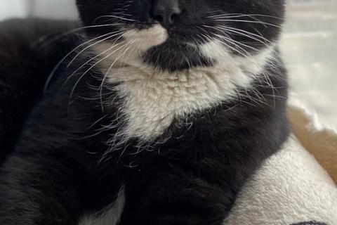 В дар кошку. Маркизный ласковый кот Орешек в добрые руки. Фото2