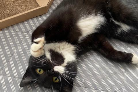 В дар кошку. Маркизный ласковый кот Орешек в добрые руки. Фото4