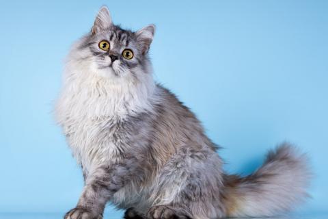 В дар кошку. Плюшевый юный котик Барни. Фото1