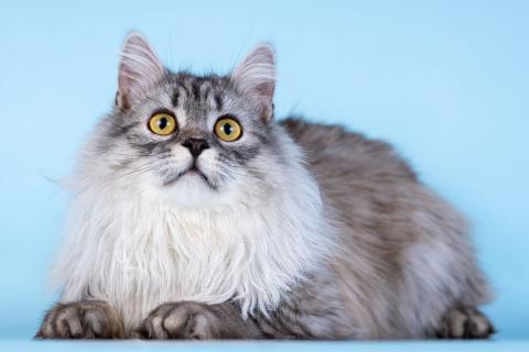 В дар кошку. Плюшевый юный котик Барни. Фото3