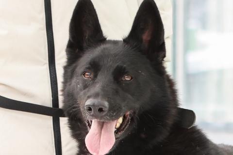 В дар собаку. Мечтаете о черной овчарке?. Фото4