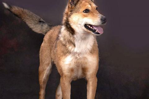 В дар собаку. Самая ласковая и добрая собачка Лори ищет дом. Фото1