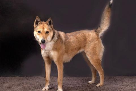 В дар собаку. Самая ласковая и добрая собачка Лори ищет дом. Фото2