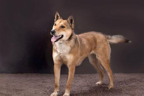 В дар собаку. Самая ласковая и добрая собачка Лори ищет дом. Фото4