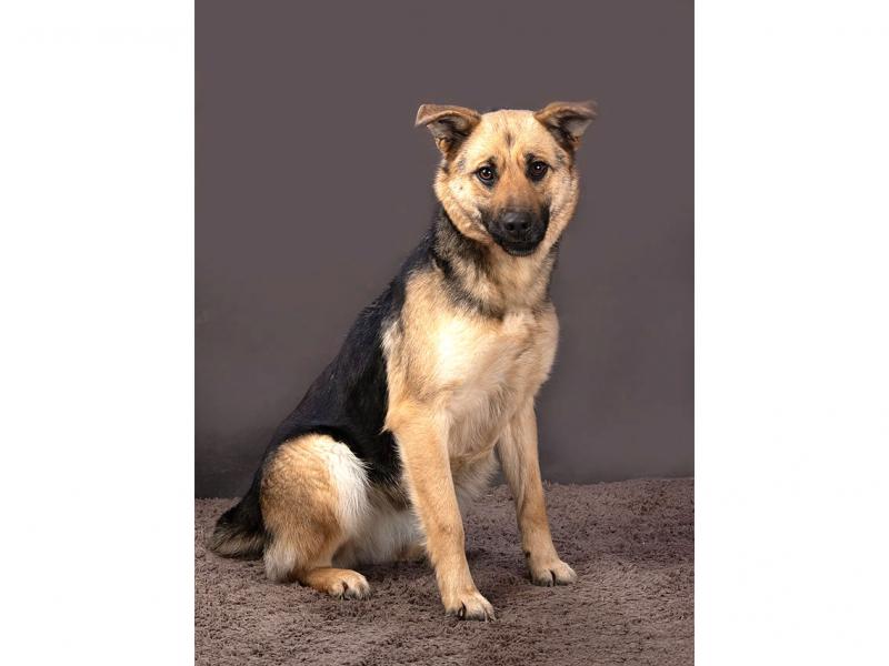 В дар собаку