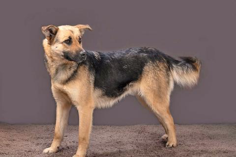 В дар собаку. Молодая, ласковая и общительная собачка Альма ищет дом. Фото2