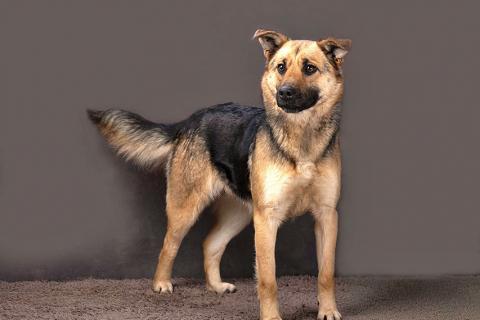 В дар собаку. Молодая, ласковая и общительная собачка Альма ищет дом. Фото3