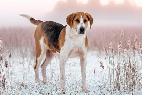 В дар собаку. Зара, обворожительная, статная гончая ищет дом. Фото2