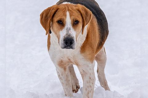 В дар собаку. Зара, обворожительная, статная гончая ищет дом. Фото3