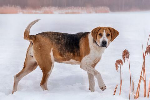В дар собаку. Зара, обворожительная, статная гончая ищет дом. Фото4