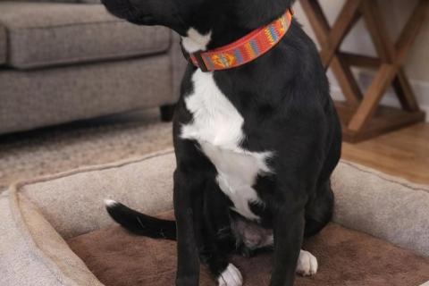 В дар собаку. Чудесная собачка Марси ищет дом и семью!. Фото2