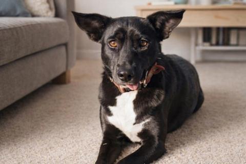 В дар собаку. Чудесная собачка Марси ищет дом и семью!. Фото3