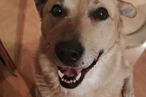 В дар собаку. Лапус самый человекоорентированный пёс!. Фото1