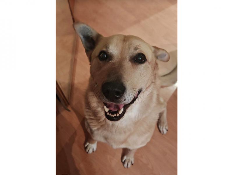 В дар собаку