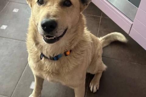 В дар собаку. Лапус самый человекоорентированный пёс!. Фото2