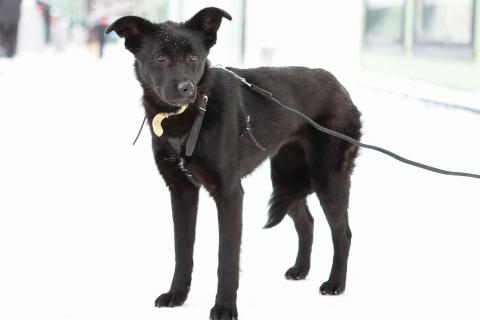 В дар собаку. Черный щенок Асти в дар. Фото2