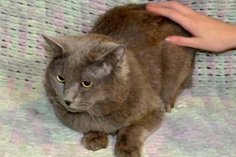 В дар кошку. Ясон, кот-подкидыш, который всё ещё ждёт своего человека. Фото2