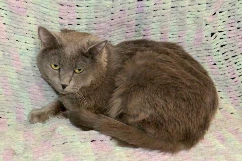 В дар кошку. Ясон, кот-подкидыш, который всё ещё ждёт своего человека. Фото3