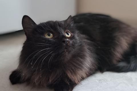 В дар кошку. Буся или Бусинка ищет дом!. Фото2