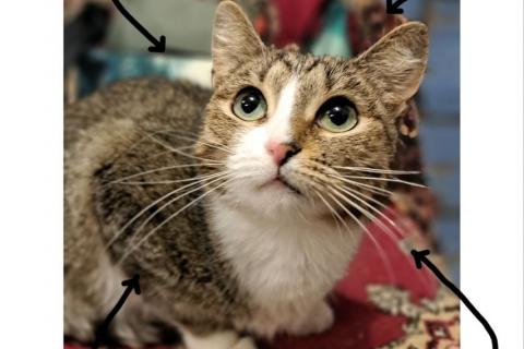 Продаю кошку. Ласковая Люся ищет дом!. Фото1