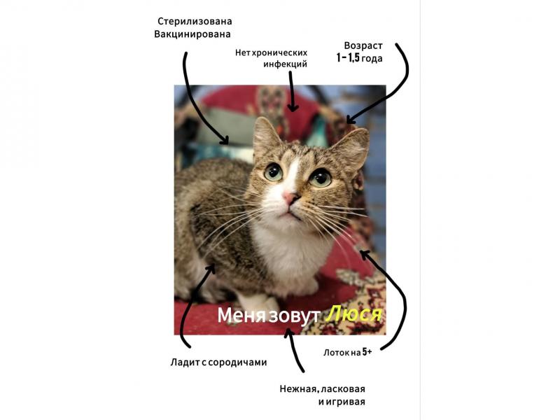 Продаю кошку