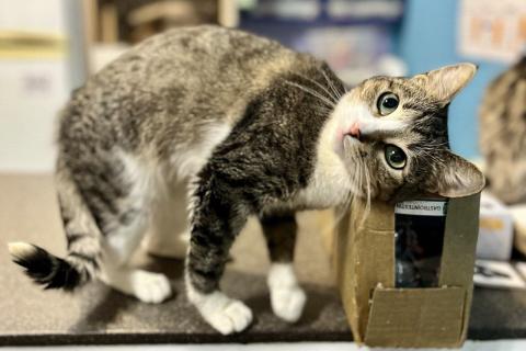 Продаю кошку. Ласковая Люся ищет дом!. Фото3