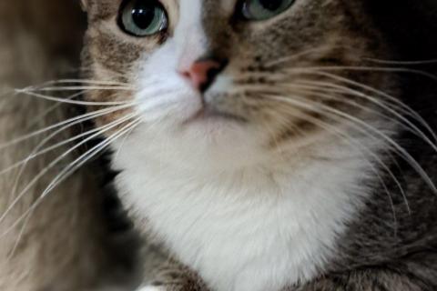 Продаю кошку. Ласковая Люся ищет дом!. Фото4