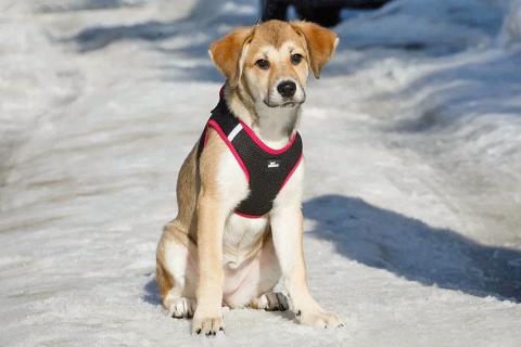 В дар собаку. Ласковая и нежная девочка-щенок Лилу ищет дом. Фото4