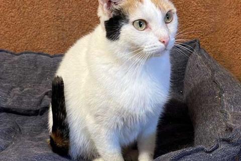 В дар кошку. Ласковая и нежная кошечка Снежинка ищет дом. Фото1